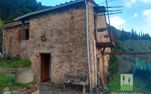 farmhouse for renovation in Buti Tuscany