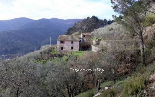 rustico vendita buti con oliveta